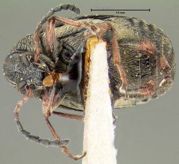 Media type: image;   Entomology 25054 Aspect: habitus ventral view